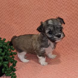 Havanese Puppies from AKC Havanese