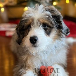 Tipsy - Aussiedoodle