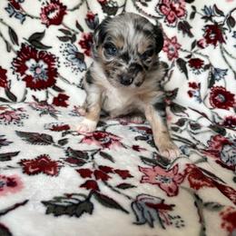Stetson - Blue merle male Australian Shepherd puppy in Dardanelle, Arkansas from Whispering Willow Ranch