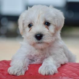 Big green - White male Miniature Schnauzer puppy in Sumner, Texas from 3M Kennels, LLC