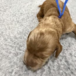 Royal Blue Boy - Caramel red male Australian Labradoodle puppy in West Union, South Carolina from Golden Corner Labradoodles, LLC