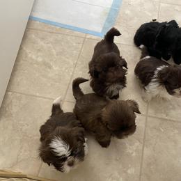 Shih Tzu All Grown Up from Suzie Q Shitzu’s
