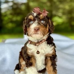 Brown - Tri-color female Bernedoodle puppy in Hesperia, Michigan from Red Acres Poodles & Doodles
