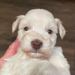 Marcus - Wheaten male Miniature Schnauzer puppy in Interlachen, Florida from Pam's Schnauzers