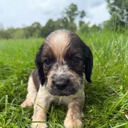 Taffita - Black white and tan female English Springer Spaniel puppy in Derby, Vermont from Ledge N' Tree English Springer Spaniels