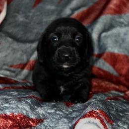 Espresso - Black female Dachshund puppy in Nevada, Missouri from Backroad Fur Babies