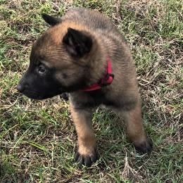 Adorable dark sable female - Red sable female Belgian Malinois puppy in Dallas, Texas from Kaizen Ruach Malinois
