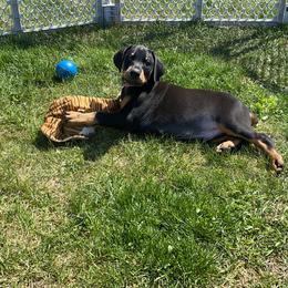 Doberman Pinscher Puppies from Jensen Dobermans