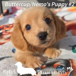 Puppy 2 - Red male Dachshund puppy in Anamosa, Iowa from Melsh Precious Pets