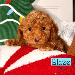 Blaze - Red  male Goldendoodle puppy in Beecher, Illinois from Erica’s Doodles