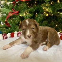 Girl 3 - Red tri-color female Australian Shepherd puppy in Quebeck, Tennessee from KC Aussies TN
