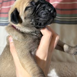 Thalia - Fawn female Great Dane puppy in Scottsburg, Virginia from Virginia Great Danes