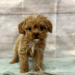 Bruce - Red male Cavapoo puppy in Logan, Utah from Mountain View Doodles