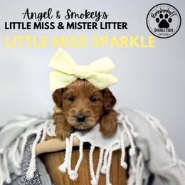 Girl 1 - Red  female Goldendoodle puppy in Anderson, South Carolina from Brinkerhoff Doodle Farm