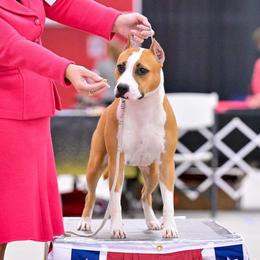 Becky - American Staffordshire Terrier