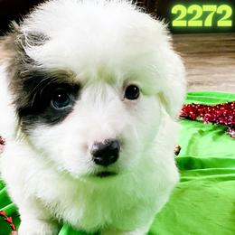 Puppy 2 - White and black male Pembroke Welsh Corgi puppy in Port Republic, Maryland from Bestfurends