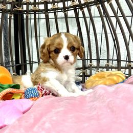 Cavalier King Charles Spaniel Puppies from Hill country cavaliers