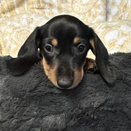 Buzz - Black and tan male Dachshund puppy in Moreno Valley, California from DeLorenzo Dachshunds
