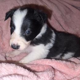 Amaretto - Black and white female Border Collie puppy in Liverpool, Pennsylvania from Breezy Acres Stock & Sporting Dogs