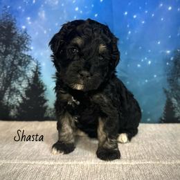 Shasta - Black and tan female Cockapoo puppy in Placerville, California from Rpuppies