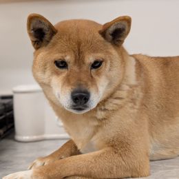 Tytan - Shiba Inu