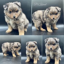Miniature Australian Shepherd and Toy Australian Shepherd Puppies from P3 Toy and Miniature Australian Shepherd’s