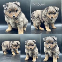 Miniature Australian Shepherd and Toy Australian Shepherd Puppies from P3 Toy and Miniature Australian Shepherd’s