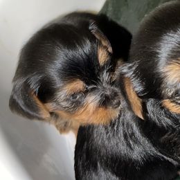 Yorkshire Terriers from Little Champions