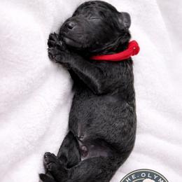 Cassian - Black male Poodle puppy in Spring Hills, Florida from The Olympus Standard Poodle