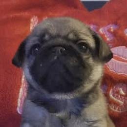 Caleb - Fawn male Pug puppy in Chiefland, Florida from Tammy's Pug Pups