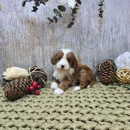 Emperor - Red  male Goldendoodle puppy in Floyd, Virginia from Hearts and Paws Poodles and Doodles
