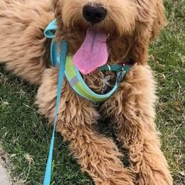 Labradoodles from A Doodle 4U