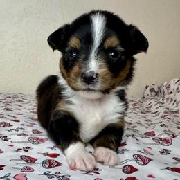 Cashmere - Black tri female Miniature American Shepherd puppy in Tonasket, Washington from V5 Aussies