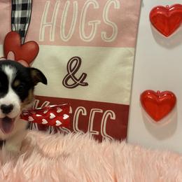 Elsa - Black and tan female Pembroke Welsh Corgi puppy in Hanover, Pennsylvania from Happily Ever After Corgis