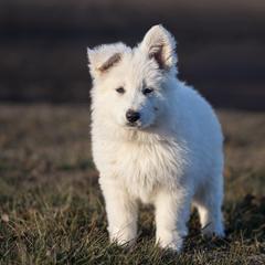 Berger Blanc Suisse and German Shepherd Puppies from Fireside Fernweh