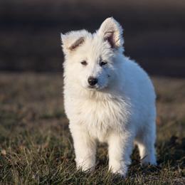 Berger Blanc Suisse and German Shepherd Puppies from Fireside Fernweh