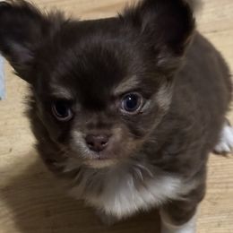 Rebel - Chocolate and tan female Chihuahua puppy in Northboro, Iowa from So Sweet Chihuahuas