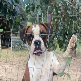 Whiskey - Fawn male Boxer puppy in Hartsville, South Carolina from Amy's Boxers