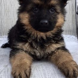 German Shepherd Puppies from Latti’s German Shepherds