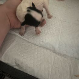 Yakko - White and black male Papillon puppy in Diana, Texas from The Barking Cow Farms