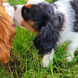 Cavalier King Charles Spaniel Puppies from Faithful Friends Cavaliers