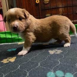 Rosie (has tail) - Red merle female Miniature Australian Shepherd puppy in Terryville, Connecticut from Spirited Aussies