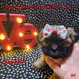 Pumpkin 4th born - Sable female Shih Tzu puppy in Havelock, North Carolina from Sugar Paws Heavenly Shih Tzu’s