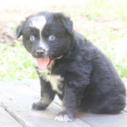 Bud - Black tri-color male Australian Shepherd puppy in Macon, Georgia from Shaina’s Shepherds