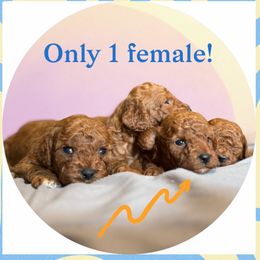 Sadie - Red female Cavapoo puppy in Tolono, Illinois from The Golden Rule Doodles
