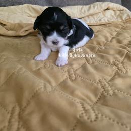 Girl2 - Black and white female Havanese puppy in Batesville, Arkansas from Hillbilly Havanese