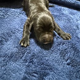 Luna - Black female Newfoundland puppy in Shepherd, Montana from Crystal Waters Newfoundlands