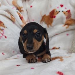 Black and tan girl - Black and tan female Dachshund puppy in West Plains, Missouri from Spring Creek Dachshunds