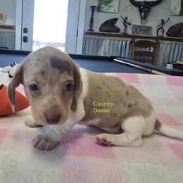 Dapple pie - Dapple female Dachshund puppy in Cedar City, Utah from Country Doxies
