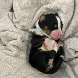 Silver collar - Tri-color female Bernedoodle puppy in Hegins, Pennsylvania from Bubbling Springs Doodles, LLC